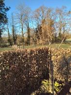 Kweeperen boompjes 3jarige op stam, Ophalen, Overige soorten, Halfschaduw, 100 tot 250 cm