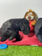 Engelse cocker pup reutje, Dieren en Toebehoren, Honden | Retrievers, Spaniëls en Waterhonden, België, Reu, 8 tot 15 weken, CDV (hondenziekte)