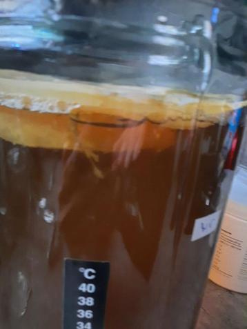 Kombucha scoby