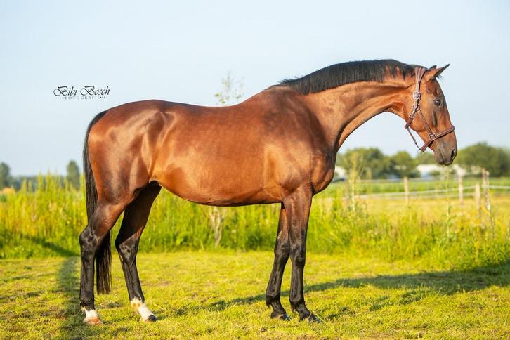 Fokmerrie uit Kieni stam, drachtig van scaramouche, Dieren en Toebehoren, Paarden, Merrie, Onbeleerd, 165 tot 170 cm, 11 jaar of ouder