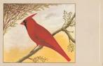 RODE  KARDINAAL, Collections, Cartes postales | Animaux, Non affranchie, Envoi, Oiseaux