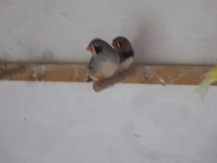 Mandarijn koppel, Dieren en Toebehoren, Vogels | Overige Vogels, Mannelijk