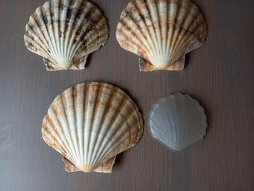COQUILLES, Enlèvement ou Envoi, Coquillage(s)
