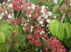 Heptacodium miconioides / Zevenzonenboom, Ophalen, Volle zon