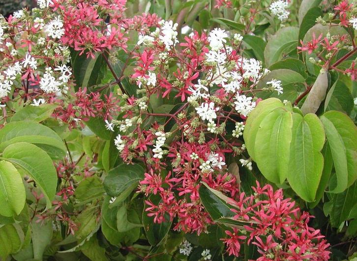 Heptacodium miconioides / Zevenzonenboom, Tuin en Terras, Planten | Bomen, Volle zon, Ophalen