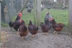 Trio Rhode Island Red KRIEL, Dieren en Toebehoren, Meerdere dieren, Kip