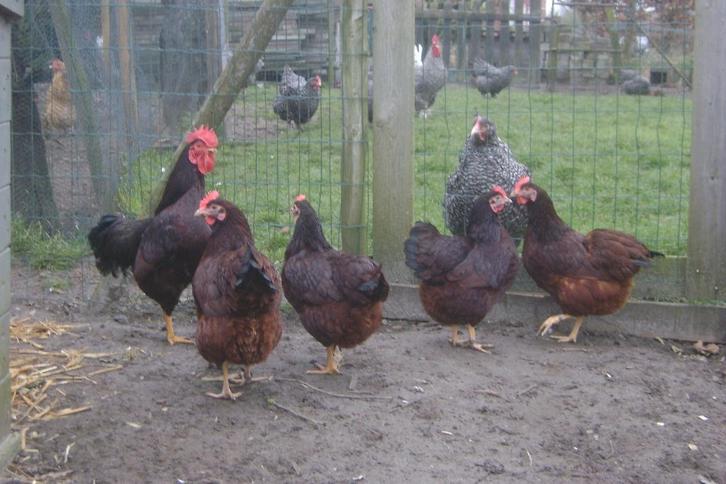 Trio Rhode Island Red KRIEL, Dieren en Toebehoren, Pluimvee, Kip, Meerdere dieren