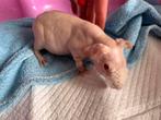 Skinny cavia wit /roodoog, Cavia, Augustus, Mannelijk, Tam