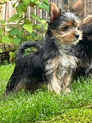 morkie pupje