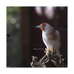Chardonnere Brunpastel, Dieren en Toebehoren, Meerdere dieren, Wildzangvogel, Geringd