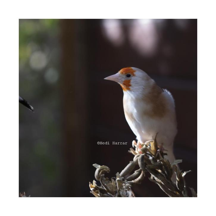 Chardonnere Brunpastel, Dieren en Toebehoren, Vogels | Overige Vogels, Wildzangvogel, Meerdere dieren, Tam, Geringd