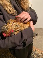 Handtamme sierhaantjes, Dieren en Toebehoren, Vogels | Parkieten en Papegaaien