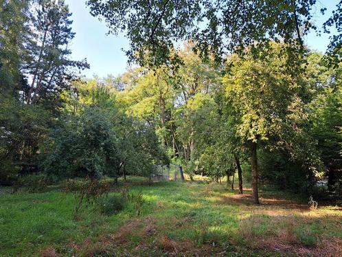 Schapenweide met fruitbomen te huur, Dieren en Toebehoren, Stalling en Weidegang
