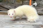 Jonge vrouwelijke albinoferret, Dieren en Toebehoren, Mei, Vrouwelijk