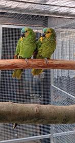 amazone papegaai, Dieren en Toebehoren, Mannelijk, Papegaai, Geringd