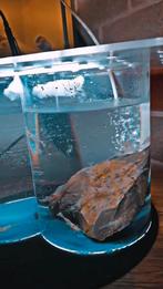 Super toffe aquarium in speciale vorm, Dieren en Toebehoren, Ophalen, Nieuw, Leeg aquarium