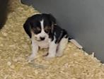 Cavalier king charles beagle, Dieren en Toebehoren, België, CDV (hondenziekte), 8 tot 15 weken, Meerdere