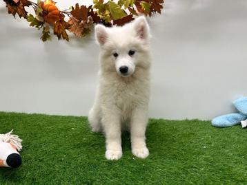 Samojeed pups beschikbaar voor biedingen