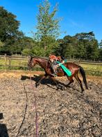 Zadelmak maken / training, Dieren en Toebehoren