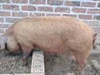 Duroc/mangalica(liefdevol gemest), Dieren en Toebehoren, Schapen, Geiten en Varkens, Mannelijk, Varken, 0 tot 2 jaar