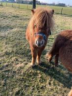 Lieve pony, Dieren en Toebehoren, Niet van toepassing, 0 tot 2 jaar, Hengst, A pony (tot 1.17m)