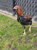 Araucana haan bolstaart, Dieren en Toebehoren, Pluimvee