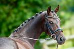 7-jarige merrie Romeo x Den Haag x Saros xx, Dieren en Toebehoren, Paarden, Merrie, Gechipt, M, Dressuurpaard