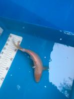 Gratis 25 cm koi, Karper of Koi