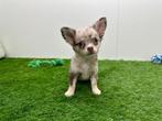 Chihuahua pups - kleine taille, Dieren en Toebehoren, België, 8 tot 15 weken, CDV (hondenziekte), Meerdere