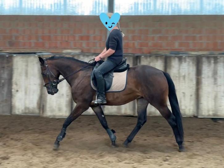 3-jarige APHA ruin – zadelmak en braaf in omgang, Dieren en Toebehoren, Paarden, Ruin, Zadelmak, Minder dan 160 cm, 3 tot 6 jaar