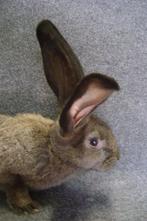 Ijzergrauwe vlaamse reus, Dieren en Toebehoren, Konijnen, Mannelijk, Groot