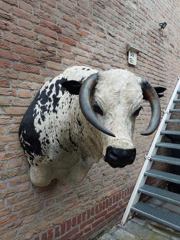 Grote opgezette kop stier rund taxidermie koe schedel gewei 
