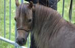 Zeer mooie AMHA merrie te koop met stamboek., Dieren en Toebehoren, Pony's, Merrie, Niet van toepassing, Gechipt, 11 jaar of ouder