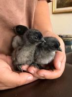 3 Dongxiang Lukedanji Kuikens, Geslacht onbekend, Kip