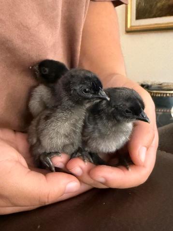 3 Dongxiang Lukedanji Kuikens beschikbaar voor biedingen