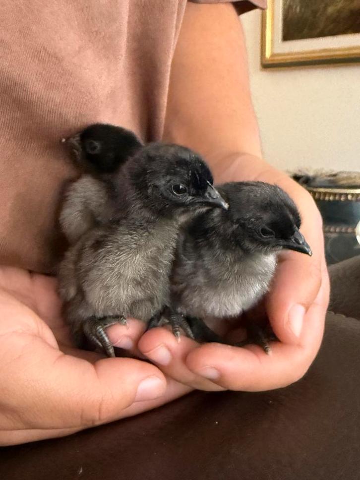 3 Dongxiang Lukedanji Kuikens, Dieren en Toebehoren, Pluimvee, Kip, Geslacht onbekend