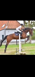 Brave 17jarige ruin, Dieren en Toebehoren, Paarden, Gechipt, Ruin, 160 tot 165 cm, 11 jaar of ouder
