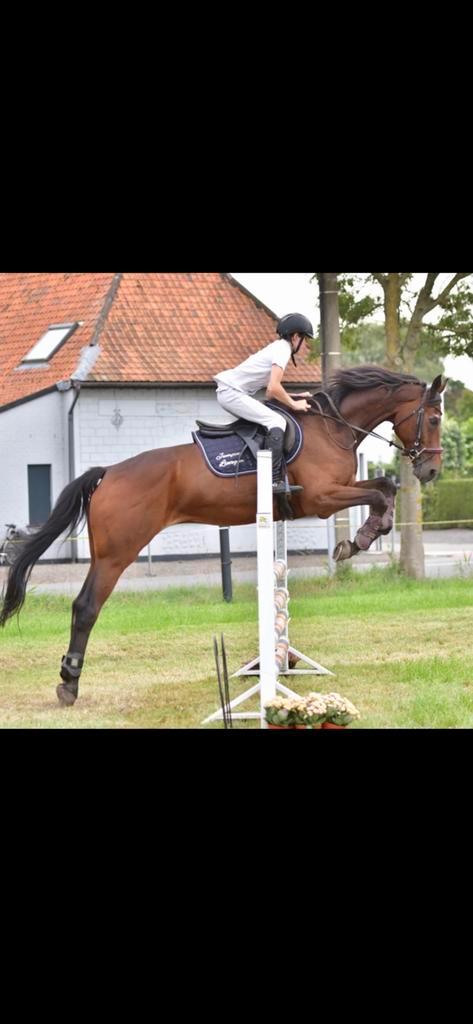 Brave 17jarige ruin, Dieren en Toebehoren, Paarden, Ruin, 160 tot 165 cm, 11 jaar of ouder, Recreatiepaard, Met stamboom, Gechipt