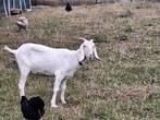 Mooie witte geit, Dieren en Toebehoren, Geit