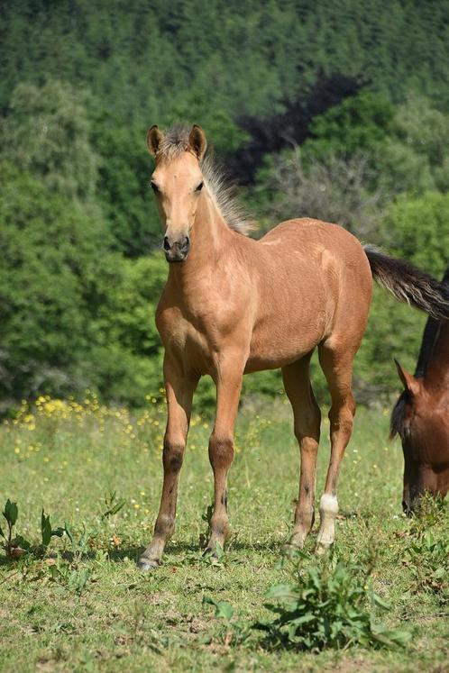 Pouliche PRE isabelle, Dieren en Toebehoren, Paarden, Merrie, Niet van toepassing, 160 tot 165 cm, 0 tot 2 jaar, Dressuurpaard