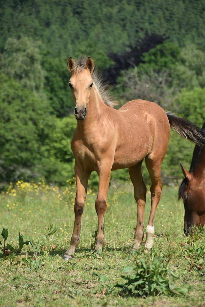 Pouliche PRE isabelle, Dieren en Toebehoren, Paarden, Merrie, Niet van toepassing, 160 tot 165 cm, 0 tot 2 jaar, Dressuurpaard