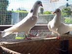 Koppel witte duiven, Animaux & Accessoires, Oiseaux | Pigeons