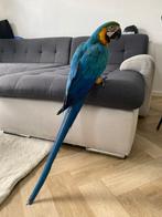 (NL) supertamme blauwgele ara, Dieren en Toebehoren, Vogels | Parkieten en Papegaaien, Geslacht onbekend, Papegaai, Pratend