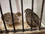 mooi, jong koppel Chinese dwergkwartels, Dieren en Toebehoren