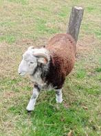Herdwick, Dieren en Toebehoren, Schapen, Geiten en Varkens