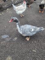 Barberie eenden mannelijk, Dieren en Toebehoren, Pluimvee, Mannelijk, Eend