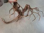 Groot stuk Spider wood voor in aquarium, Enlèvement, Utilisé, Plante(s), Pierre ou Bois