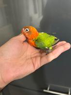 Agapornis baby (EAM), Dieren en Toebehoren, Vogels | Parkieten en Papegaaien, Geringd