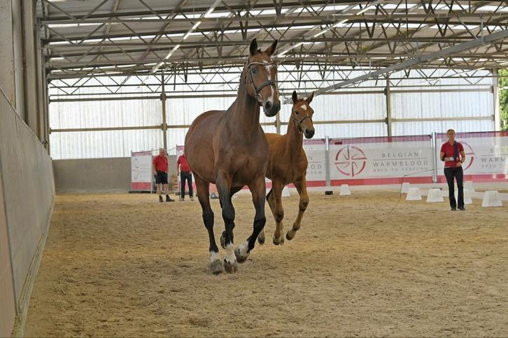 Drachtige merrie en jaarling, Dieren en Toebehoren, Paarden, Merrie, L