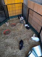 Konijnen, Meerdere dieren, Groot, 0 tot 2 jaar